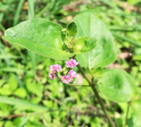 Punarnava (Boerhavia Diffusa)